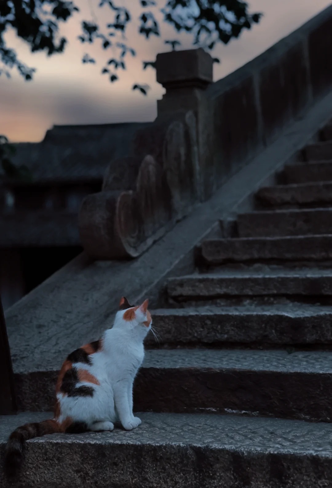 🍃 你见过清晨的西塘吗？_2_爱拍照的的老韩📷_西塘-古镇-来自52tours 我爱旅游网